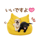 敬語で伝える♡ラブラドール＆黒ラブ（個別スタンプ：35）