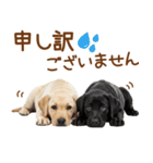 敬語で伝える♡ラブラドール＆黒ラブ（個別スタンプ：36）
