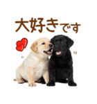 敬語で伝える♡ラブラドール＆黒ラブ（個別スタンプ：40）