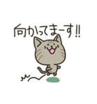 キジトラねこの【敬語多め】スタンプ（個別スタンプ：6）