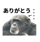 チンパンジーの名前カスタム（個別スタンプ：3）