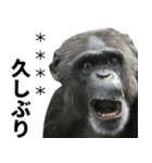 チンパンジーの名前カスタム（個別スタンプ：4）