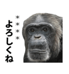チンパンジーの名前カスタム（個別スタンプ：7）