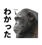 チンパンジーの名前カスタム（個別スタンプ：8）