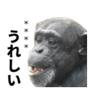 チンパンジーの名前カスタム（個別スタンプ：9）