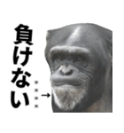 チンパンジーの名前カスタム（個別スタンプ：13）