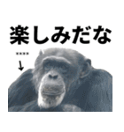 チンパンジーの名前カスタム（個別スタンプ：17）