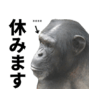 チンパンジーの名前カスタム（個別スタンプ：20）