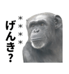 チンパンジーの名前カスタム（個別スタンプ：22）