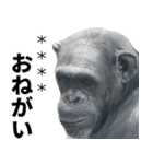 チンパンジーの名前カスタム（個別スタンプ：24）