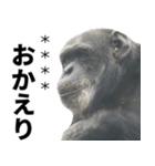 チンパンジーの名前カスタム（個別スタンプ：26）