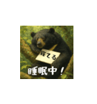 台湾熊スタンプ（日本語）（個別スタンプ：8）