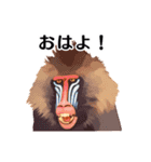 【日常会話】どうぶつえん（個別スタンプ：1）