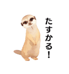 【日常会話】どうぶつえん（個別スタンプ：6）