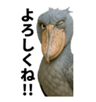 ハシビロコウのBIGスタンプ（個別スタンプ：3）