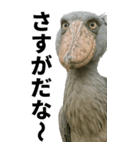ハシビロコウのBIGスタンプ（個別スタンプ：6）