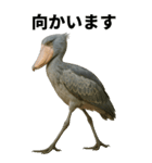 ハシビロコウのBIGスタンプ（個別スタンプ：14）