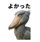 ハシビロコウのBIGスタンプ（個別スタンプ：15）
