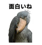 ハシビロコウのBIGスタンプ（個別スタンプ：21）