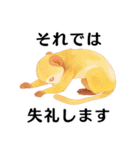【日常会話・敬語】どうぶつえん（個別スタンプ：4）