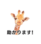 【日常会話・敬語】どうぶつえん（個別スタンプ：24）