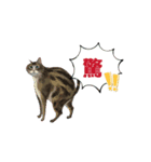 SEN Stamp 7（個別スタンプ：6）