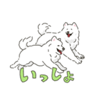 サモエドっぽいサモエドスタンプ2（個別スタンプ：6）
