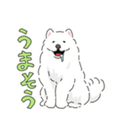 サモエドっぽいサモエドスタンプ2（個別スタンプ：11）