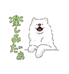 サモエドっぽいサモエドスタンプ2（個別スタンプ：21）