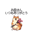 母の日 父の日 記念日の太っちょ柴犬（個別スタンプ：1）