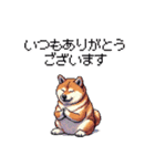 母の日 父の日 記念日の太っちょ柴犬（個別スタンプ：6）