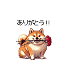 母の日 父の日 記念日の太っちょ柴犬（個別スタンプ：19）