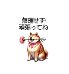 母の日 父の日 記念日の太っちょ柴犬（個別スタンプ：40）