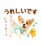 ラフな敬語の癒しコーギー（個別スタンプ：27）