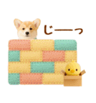 ラフな敬語の癒しコーギー（個別スタンプ：28）