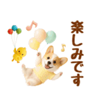 ラフな敬語の癒しコーギー（個別スタンプ：33）