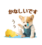 ラフな敬語の癒しコーギー（個別スタンプ：40）