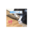 SHINOSAN家のりくスタンプ（個別スタンプ：8）