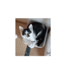 うごく！ちゃむ♡めるスタンプ（個別スタンプ：3）