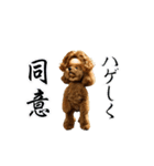 動く！ハゲプードル（個別スタンプ：7）