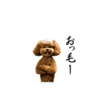 動く！ハゲプードル（個別スタンプ：11）