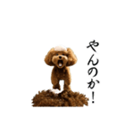 動く！ハゲプードル（個別スタンプ：13）