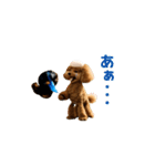 動く！ハゲプードル（個別スタンプ：16）