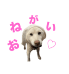 こっちゃんしゅたんぷ(▽.  ̫ .▽)（個別スタンプ：1）