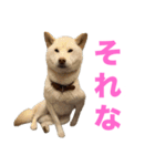 こっちゃんしゅたんぷ(▽.  ̫ .▽)（個別スタンプ：2）