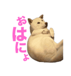 こっちゃんしゅたんぷ(▽.  ̫ .▽)（個別スタンプ：3）