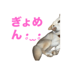 こっちゃんしゅたんぷ(▽.  ̫ .▽)（個別スタンプ：4）