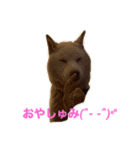こっちゃんしゅたんぷ(▽.  ̫ .▽)（個別スタンプ：5）