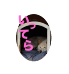 こっちゃんしゅたんぷ(▽.  ̫ .▽)（個別スタンプ：6）