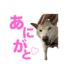 こっちゃんしゅたんぷ(▽.  ̫ .▽)（個別スタンプ：8）